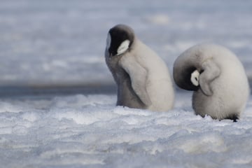 Emperor penguins closer than ever to extinction amid worsening climate crisis
