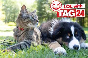 Joke of the Day for July 25, 2025: A pet joke to make you smile