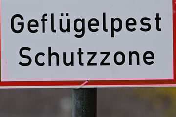 Vogelgrippe bereitet große Sorgen: Tierparks in Hessen treffen Vorkehrungen