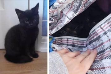 Woman is horrified to find scared kittens abandoned in zipped up Ikea bag