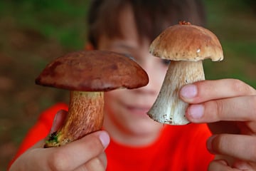 Pilzsaison startet in Sachsen-Anhalt: Wo sich der Gang in den Wald besonders lohnt