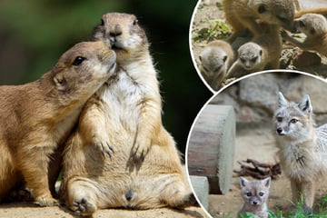 Juhu, wir sind die Neuen! Süße Tierbabys locken in Sachsens Zoos