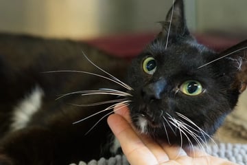 Ärzte konnten ihr Bein nicht retten: Katze Letti hofft trotz Handicap auf ein Happy End