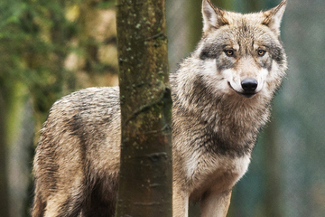 Wölfe: Immer mehr Wolfsnachweise in Hessen: Wie viele Rudel gibt es schon im Bundesland?