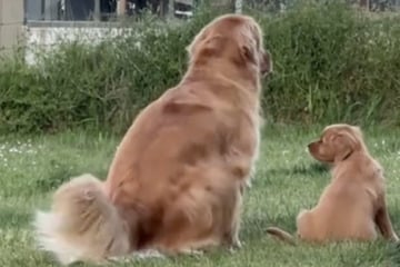 Golden Retriever ist zu anhänglich - Als Besitzer ihn mit einem Welpen überraschen, schmelzen so viele Herzen