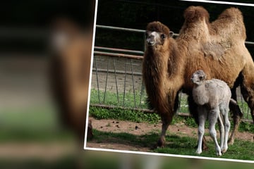 Nachwuchs im Zoopark Erfurt: Trampeltier-Fohlen durchlebt schweren Start ins Leben