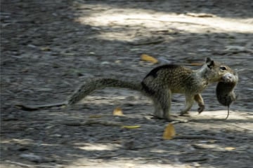 Bloodthirsty California squirrels go nuts for vole meat