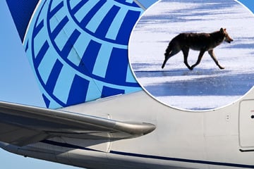 Zurück zum Flughafen: Flieger knallt bei Start mit Kojoten zusammen!