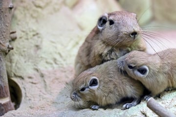 Zuchterfolg im Dresdner Zoo! Süße Nager sorgen für Nachwuchs