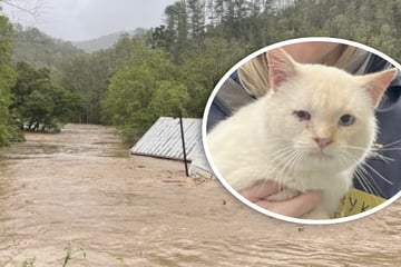 High water spült Kater Blanco weg: Eine Woche später hört seine Familie ein leises Miauen