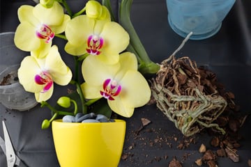 Für perfekte Blüten: So muss man Orchideen umtopfen