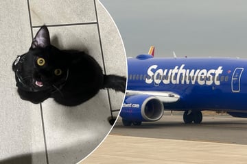 Cat owner kicked off Southwest Airlines flight after kitten has accident