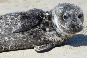 Fotografin will Orcas fotografieren, dann wird sie plötzlich zur Lebensretterin