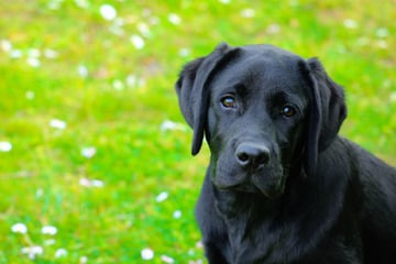 Erschrockener Labrador läuft Herrchen davon und sorgt für größeren Polizeieinsatz
