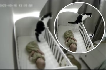 Frau traut ihren Augen nicht: Babyfon filmt den Absturz ihrer Katze