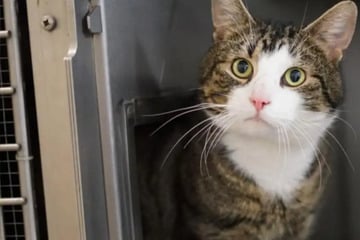 Nicht perfekt: Wer schenkt dem verspielten Kater Gismo trotzdem ein liebevolles Zuhause?