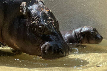 Süßes Hippo-Baby im Zoo Berlin muss "Krankenbett" hüten