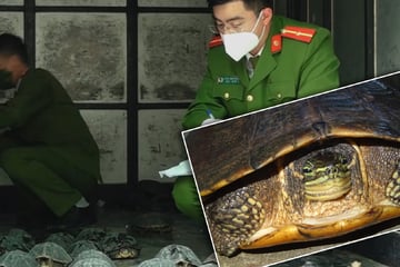 Seltenste Schildkrötenart Vietnams: Kölner Zoo unterstützt Artenschutzprogramm