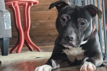 Aus verwahrlostem Haus gerettet: Hund muss wieder lernen, "wie ein Hund zu sein"