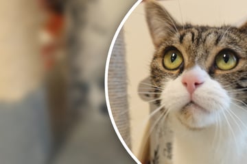 Toffifee hatte ein Zuhause, doch dann machte eine Diagnose alles wieder zunichte