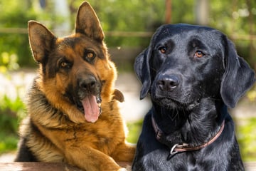 Schicker Labrador-Schäferhund-Mix: So sehen die Mischlinge aus