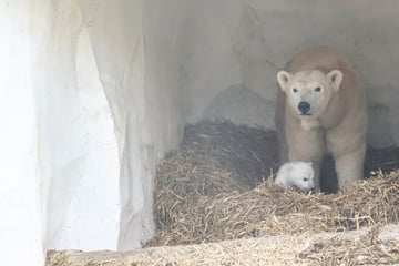 Schneeweiß und zuckersüß: Zoo Karlsruhe zeigt erstmals Eisbär-Baby!