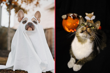 Halloween safety tips for pets: Cats and dogs during spooky season