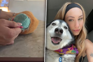 Husky macht Plüschtier kaputt: Was Frau darin findet, hat sie nicht erwartet