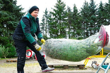 Tanne & Co.: Sachsens Weihnachtsbaum-Preise bleiben stabil!