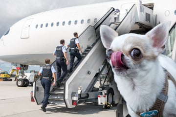 München: Einsatz am Flughafen: Chihuahua ruft Bundespolizei auf den Plan