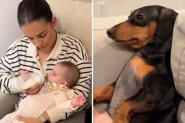 Dachshund dog Roo gives new baby sister hysterically judgy looks: "Return to Sender"
