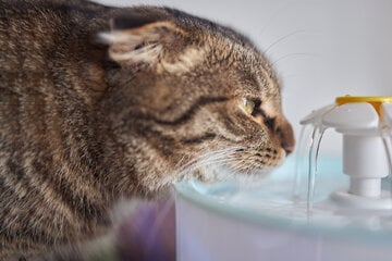 Cat water fountains: Best types and how to use and clean them