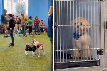 Dog has the saddest reaction to being left out of Christmas party!