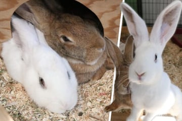 Hoppeln, buddeln, glücklich sein: Ada und Ava wollen raus aus dem Tierheim