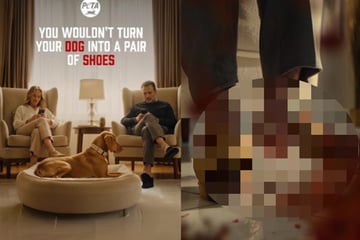 PETA provoziert mit blutigem KI-Video: Geliebter Hund in Stücke gerissen