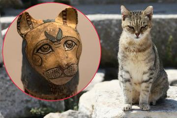 Cat history: The domestication of cats, from Egypt and beyond