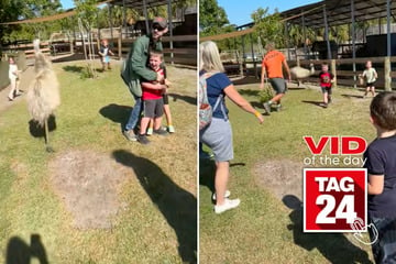 Viral Video of the Day for October 1, 2024: Ostrich terrifies school field trip in hilarious clip!