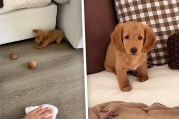 Sweet mini Dachshund puppy dog has viewers mesmerized: "Perfect little boy"