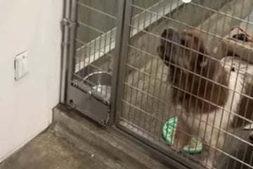 Tierheim-Hündin hat Problem mit Männern: Was sich Pfleger dann einfallen lässt, erwärmt die Herzen