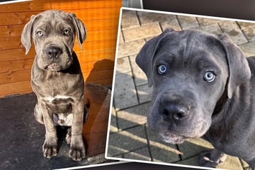 Welpe sehnt sich nach einem Neuanfang: Wer verliebt sich in diese blauen Augen?