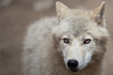 Baby Arctic wolf clone makes its home at Chinese zoo