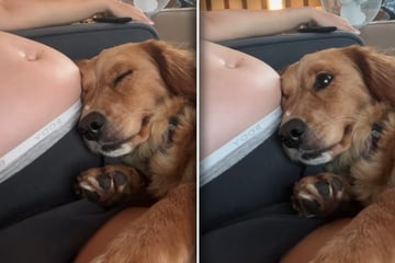 Hund spürt erstmals Tritte des Babys: Mit seiner Reaktion hat Frauchen nicht gerechnet