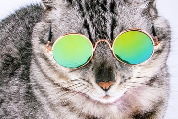 Top 10 cool cat breeds