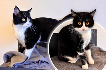 Kater landet schon wieder im Tierheim: Gibt es kein Happy End für Alvin?