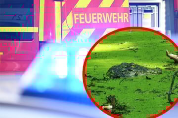 Krokodil gesichtet? Feuerwehr rückt zu Tümpel aus