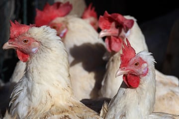 Geflügelpest-Alarm im Harz: Putenmastbetrieb muss alle Tiere töten