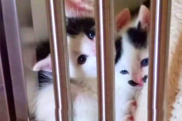 Dieser Fund schockiert alle: Tierschützer entdecken sechs Katzenbabys im Müll