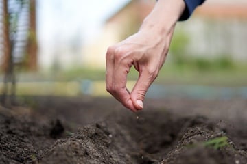Für diese Blumen, Gemüse und Co. ist eine Aussaat im November noch nicht zu spät