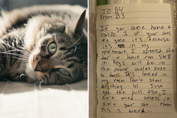 Missing cat found by neighbor with hilarious note: "Homie ran straight in"