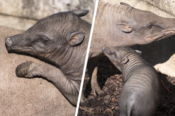 Seltener Zuchterfolg: Das "Glücksferkel" der Wilhelma erkundet die Außenanlage